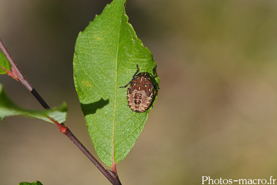 Carpocoris pudicus